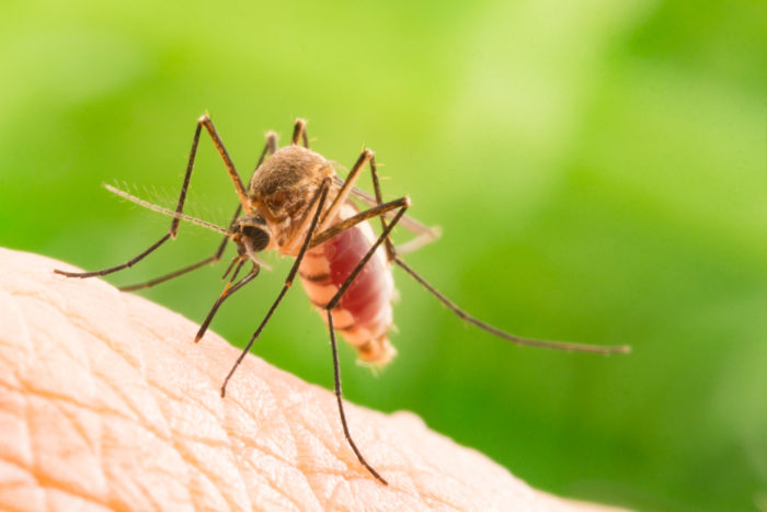 mitul despre malarie