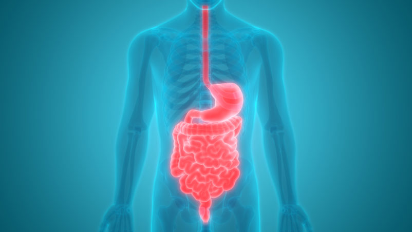 anatomia sistemului digestiv