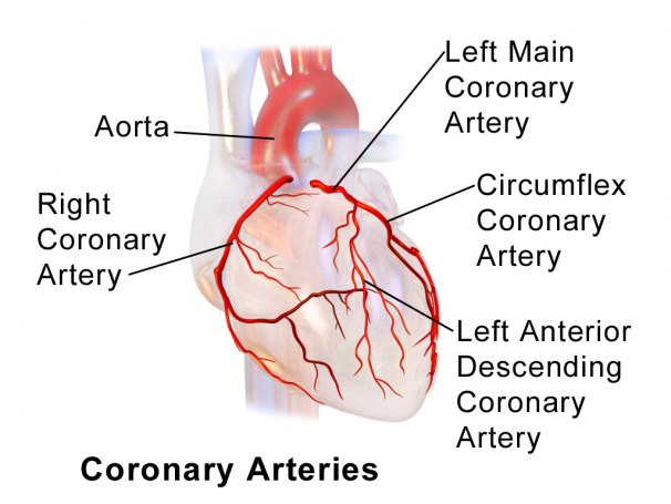 artera coronariană
