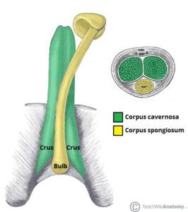 Anatomia penisului (sursa: Teach Me Anatomy)