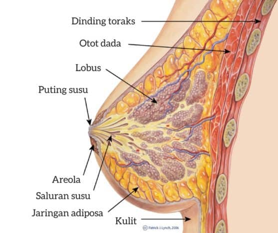 anatomia mamara