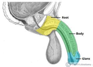 Anatomia aspectului lateral al penisului (sursa: Teach Me Anatomy)