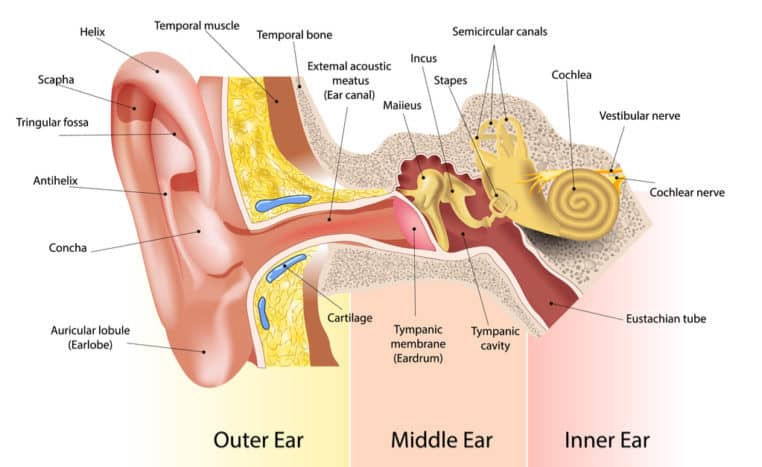 o parte din ureche