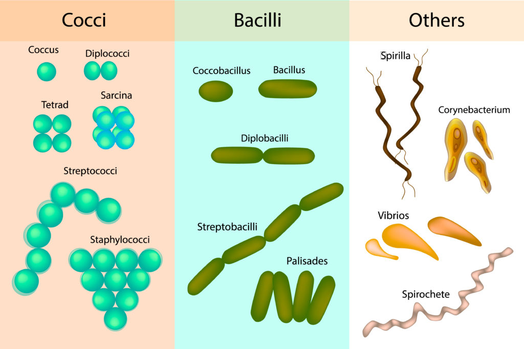 bacterii tipuri)