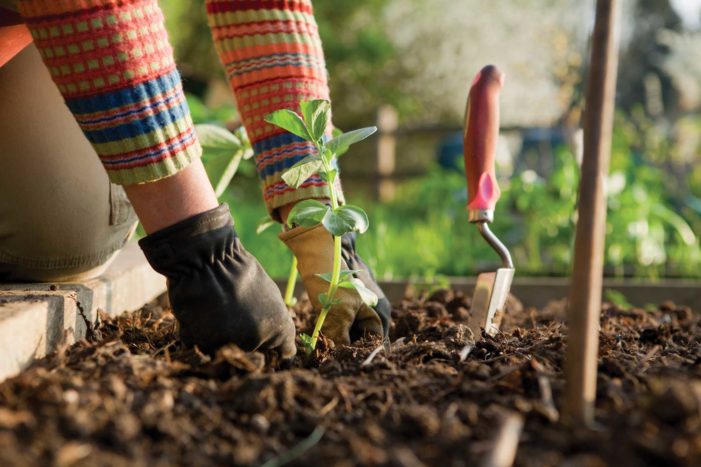 grădinărit beneficii pentru sănătate