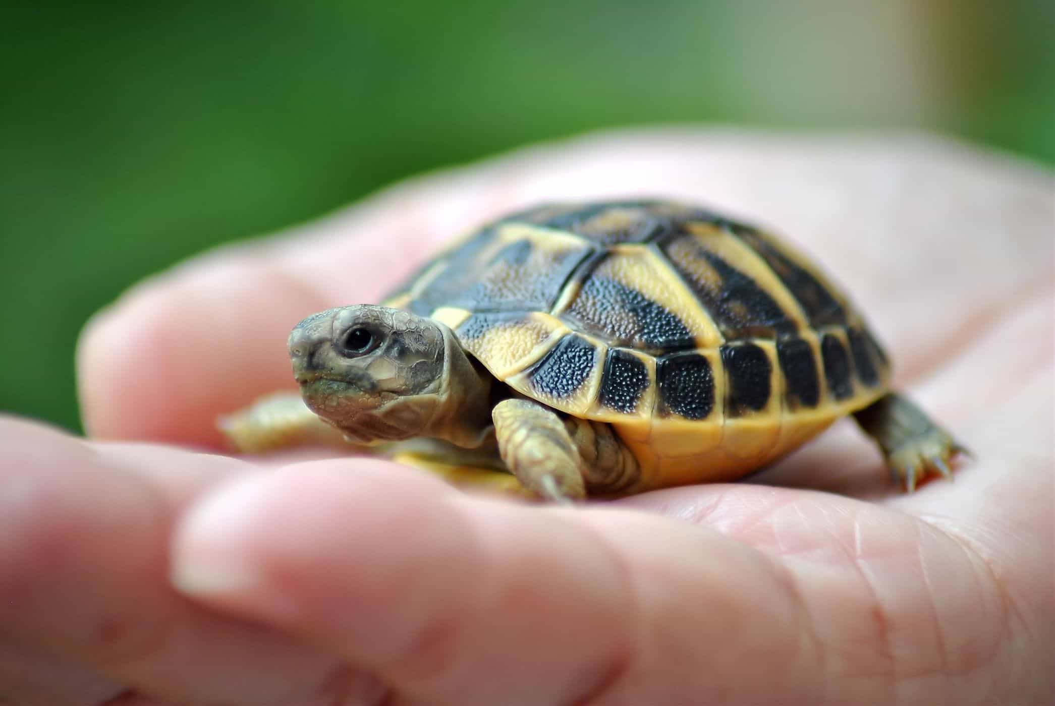 menținerea broaștelor țestoase crește riscul de infecție cu salmonella