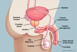 Anatomia penisului arata lateral (sursa: WebMD)
