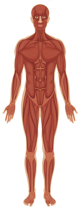 sistem muscular