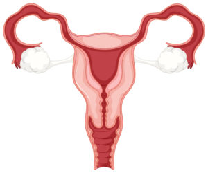sistemul reproductiv feminin