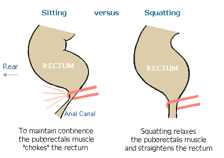 așezând vs ghemuit