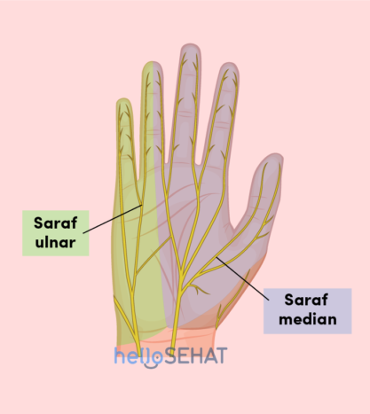 imagine a nervului ulnar median de mână