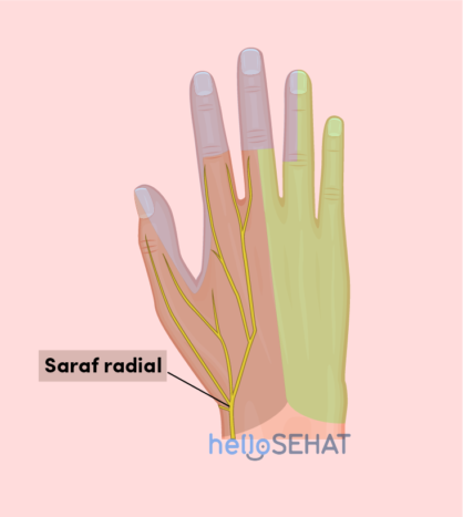 imaginea mâinii - nervul radial