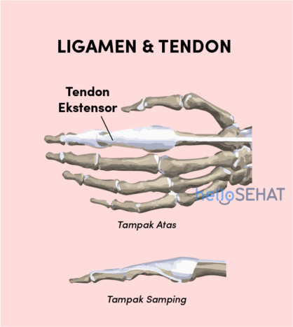 desenul manual al tendonului ligamentului