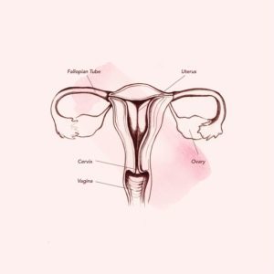 Anatomia în vagin (sursa: Teen Vogue)